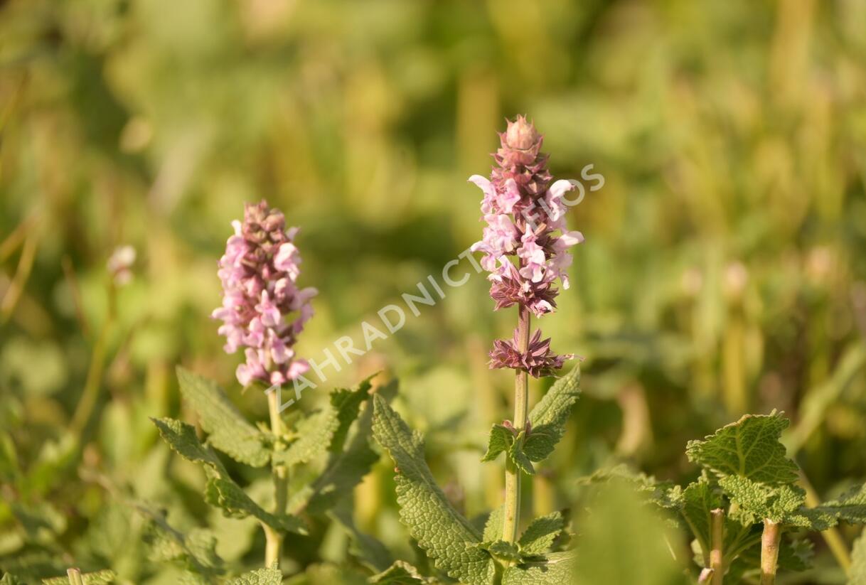 Šalvěj hajní 'Salute Light Pink' - Salvia nemorosa 'Salute Light Pink'