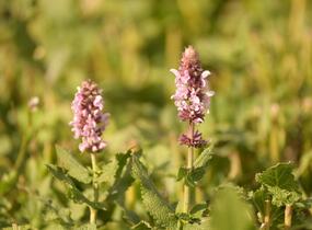 Šalvěj hajní 'Salute Light Pink' - Salvia nemorosa 'Salute Light Pink'