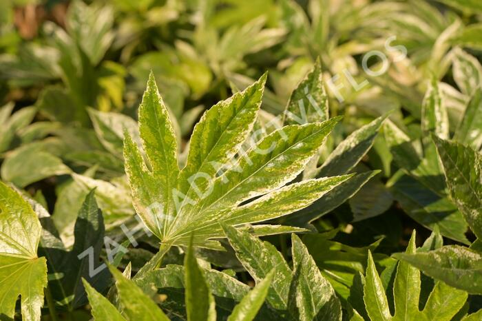 Fatsie 'Spider's Web' - Fatsia japonica 'Spider's Web'