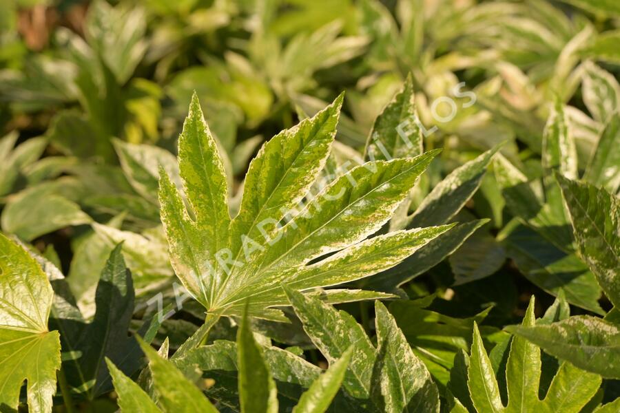 Fatsie 'Spider's Web' - Fatsia japonica 'Spider's Web'