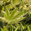 Fatsie 'Spider's Web' - Fatsia japonica 'Spider's Web'