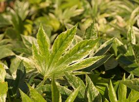 Fatsie 'Spider's Web' - Fatsia japonica 'Spider's Web'