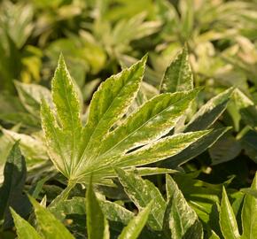 Fatsie 'Spider's Web' - Fatsia japonica 'Spider's Web'