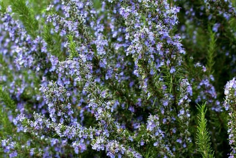 Rozmarýn lékařský - Rosmarinus officinalis