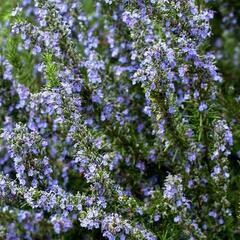 Rozmarýn lékařský - Rosmarinus officinalis