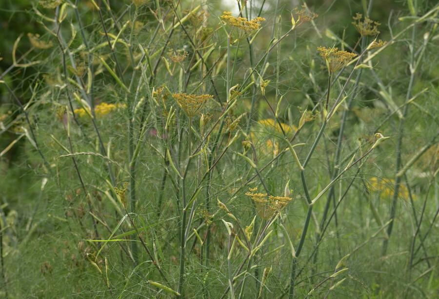 Fenykl obecný 'Purpureum' - Foeniculum vulgare 'Purpureum'