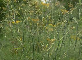 Fenykl obecný 'Purpureum' - Foeniculum vulgare 'Purpureum'