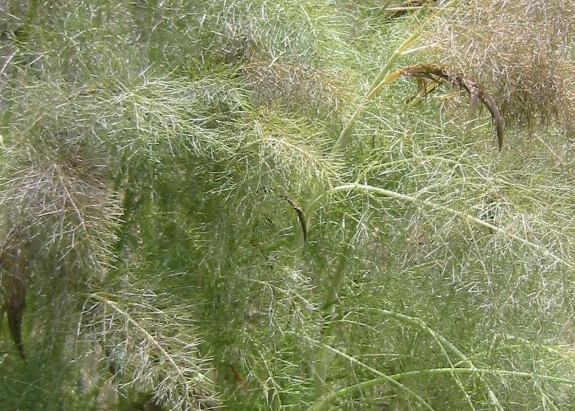 Fenykl obecný 'Purpureum' - Foeniculum vulgare 'Purpureum'