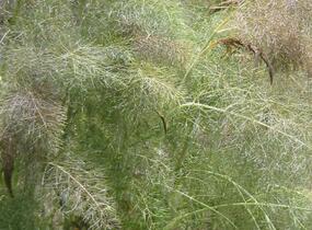 Fenykl obecný 'Purpureum' - Foeniculum vulgare 'Purpureum'