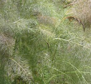 Fenykl obecný 'Purpureum' - Foeniculum vulgare 'Purpureum'