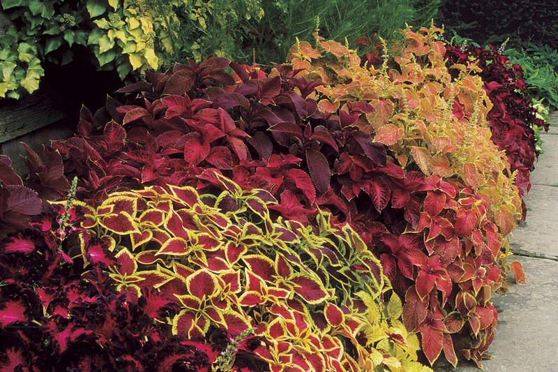 Trvalkový podzim se slevou 20%