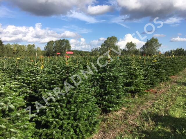 Vánoční stromek jedle kavkazská - Vánoční stromek Abies nordmanniana