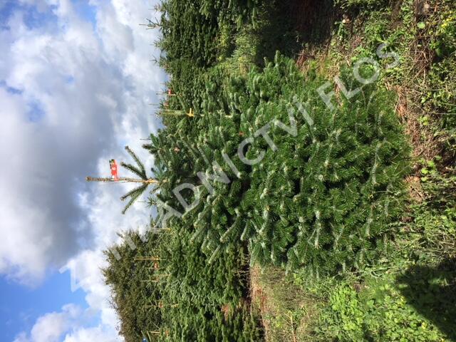 Vánoční stromek jedle kavkazská - Vánoční stromek Abies nordmanniana