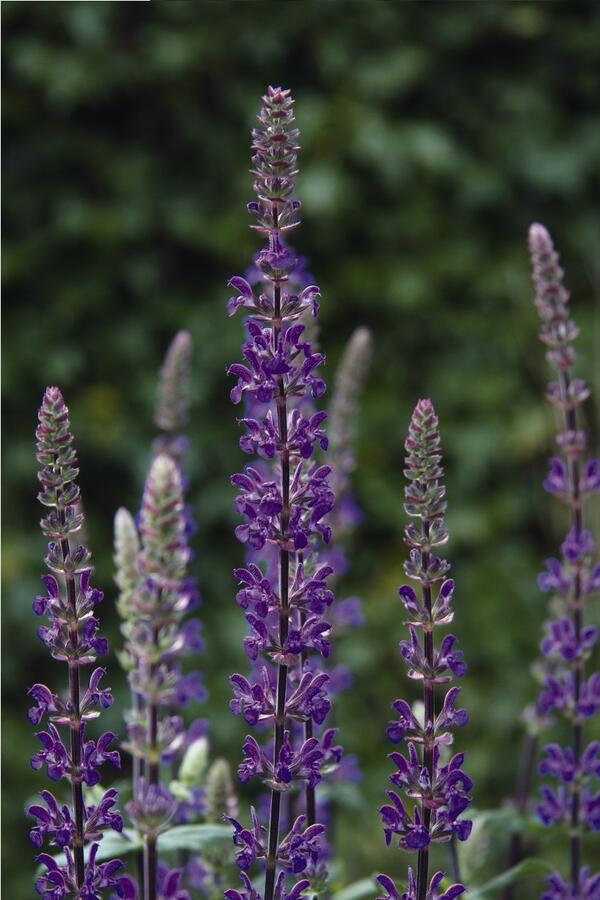 Šalvěj hajní 'Caramia' - Salvia nemorosa 'Caramia'