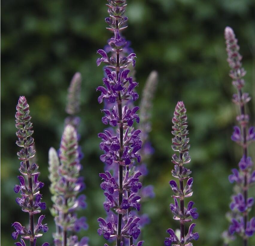 Šalvěj hajní 'Caramia' - Salvia nemorosa 'Caramia'