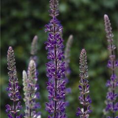 Šalvěj hajní 'Caramia' - Salvia nemorosa 'Caramia'