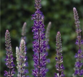 Šalvěj hajní 'Caramia' - Salvia nemorosa 'Caramia'