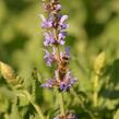 Šalvěj hajní 'Salute Ice Blue' - Salvia nemorosa 'Salute Ice Blue'