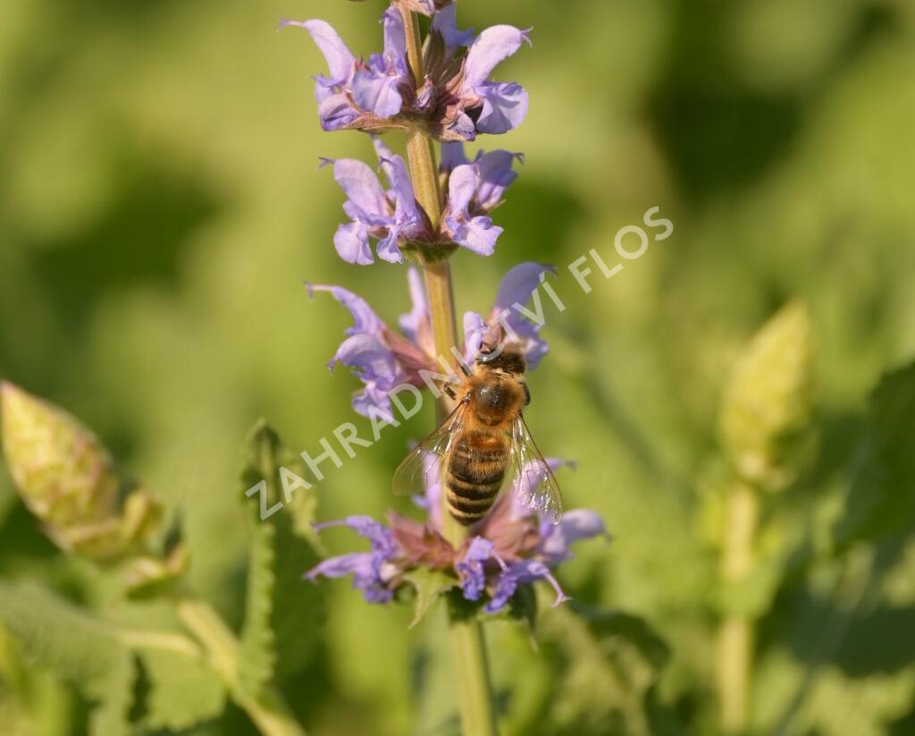 Šalvěj hajní 'Salute Ice Blue' - Salvia nemorosa 'Salute Ice Blue'