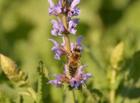 Šalvěj hajní 'Salute Ice Blue' - Salvia nemorosa 'Salute Ice Blue'