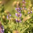 Šalvěj hajní 'Salute Ice Blue' - Salvia nemorosa 'Salute Ice Blue'