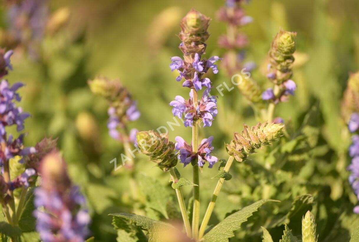 Šalvěj hajní 'Salute Ice Blue' - Salvia nemorosa 'Salute Ice Blue'