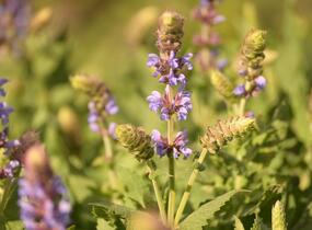 Šalvěj hajní 'Salute Ice Blue' - Salvia nemorosa 'Salute Ice Blue'