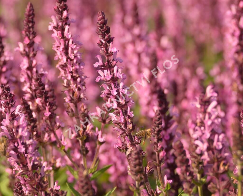 Šalvěj hajní 'Midnight Rose' - Salvia nemorosa 'Midnight Rose'