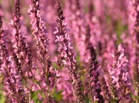 Šalvěj hajní 'Midnight Rose' - Salvia nemorosa 'Midnight Rose'