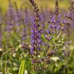 Šalvěj hajní 'Spring King Mini' - Salvia nemorosa 'Spring King Mini'