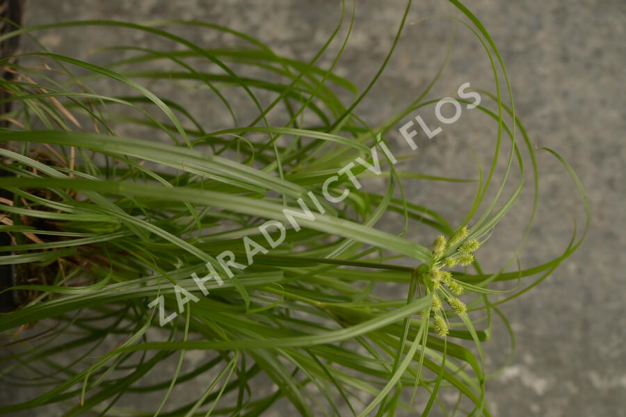 Šáchor střídavolistý 'Zumula' - Cyperus alternifolius 'Zumula'
