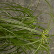 Šáchor střídavolistý 'Zumula' - Cyperus alternifolius 'Zumula'