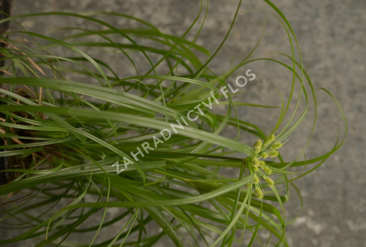 Šáchor střídavolistý 'Zumula' - Cyperus alternifolius 'Zumula'