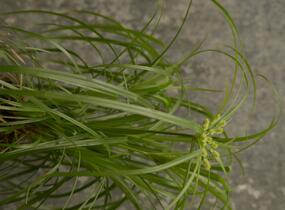 Šáchor střídavolistý 'Zumula' - Cyperus alternifolius 'Zumula'