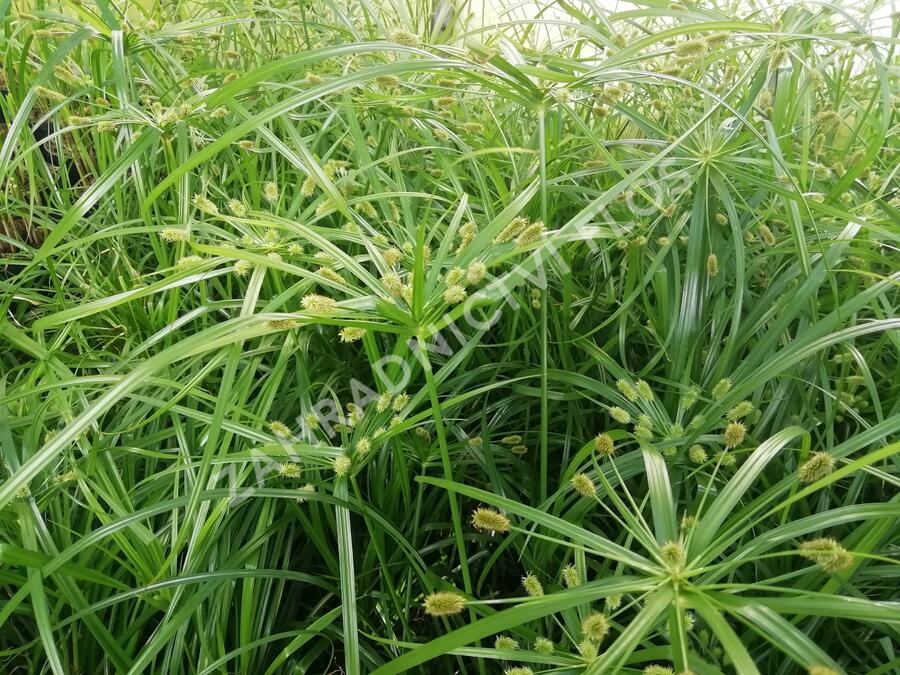 Cyperus Zumula Pestovani (Cyperus zumula, organickou hmotu, buclaté ozdobnice) Cyperus Zumula Pestovani