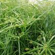 Šáchor střídavolistý 'Zumula' - Cyperus alternifolius 'Zumula'