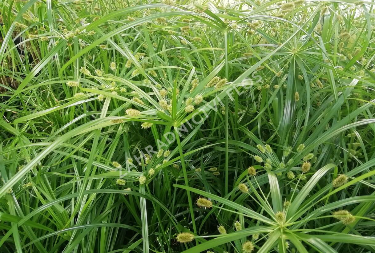 Šáchor střídavolistý 'Zumula' - Cyperus alternifolius 'Zumula'