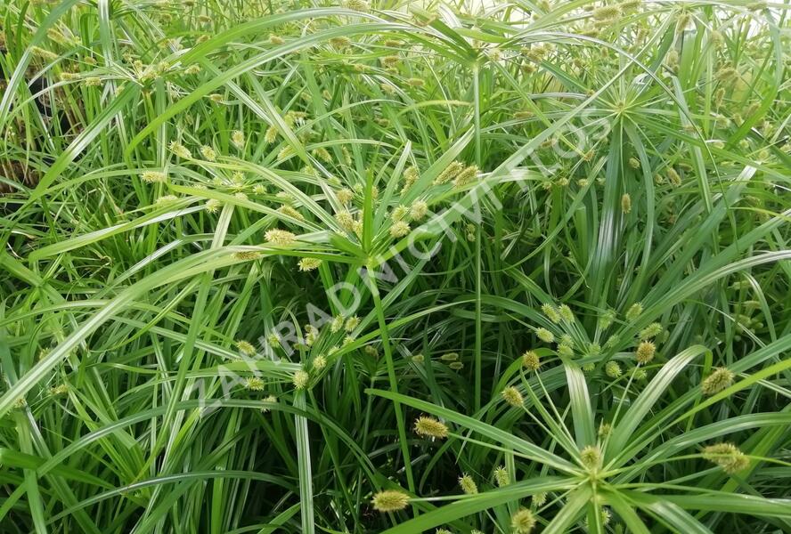 Šáchor střídavolistý 'Zumula' - Cyperus alternifolius 'Zumula'