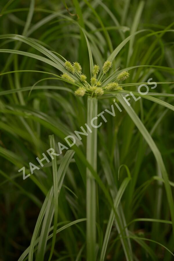 Cyperus Zumula Pestovani (Cyperus zumula, organickou hmotu, buclaté ozdobnice) Cyperus Zumula Pestovani