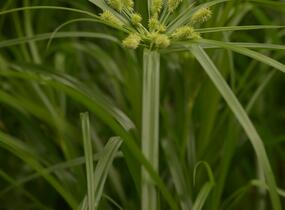 Šáchor střídavolistý 'Zumula' - Cyperus alternifolius 'Zumula'