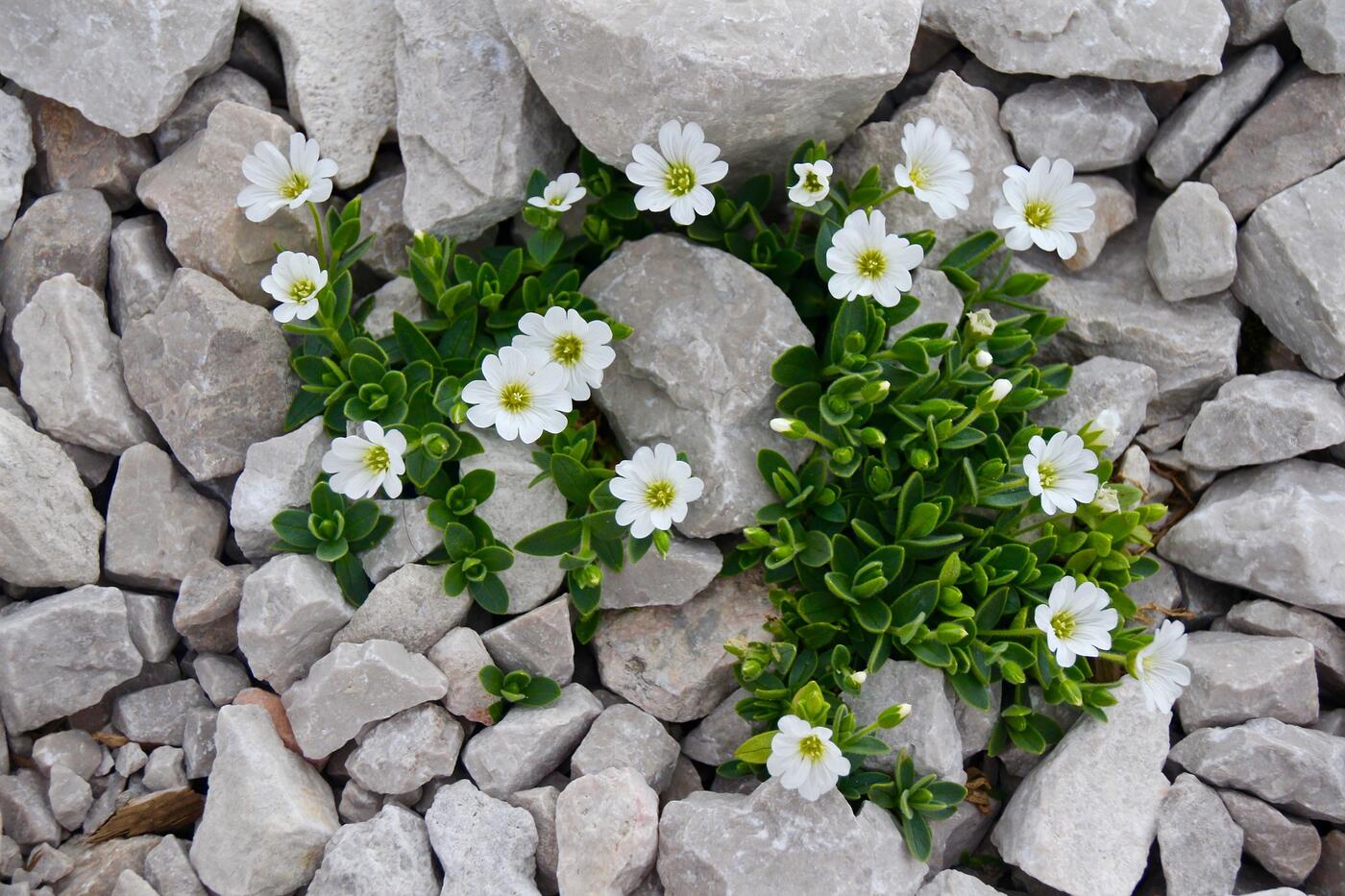 Skalničky