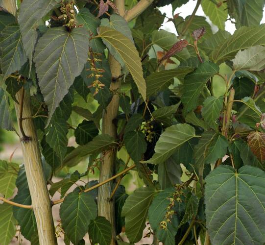 Javor Davidův 'Viper' - Acer davidii 'Viper'