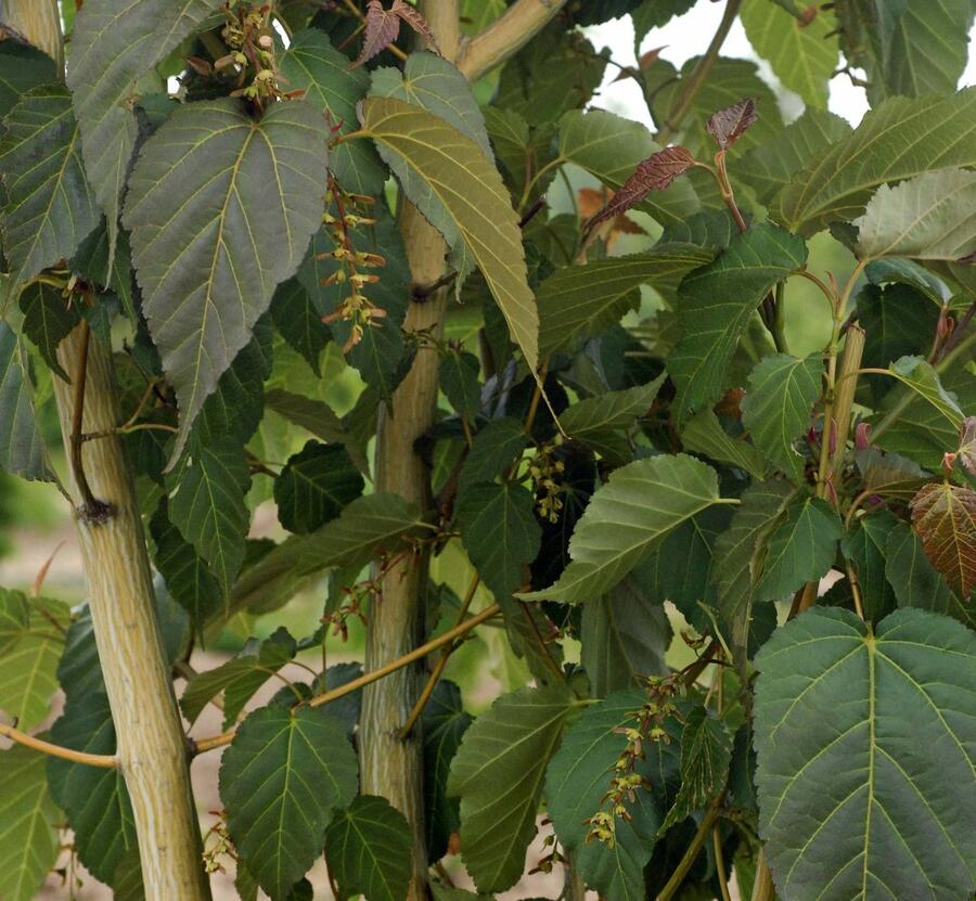 Javor Davidův 'Viper' - Acer davidii 'Viper'