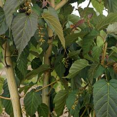 Javor Davidův 'Viper' - Acer davidii 'Viper'