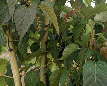 Javor Davidův 'Viper'