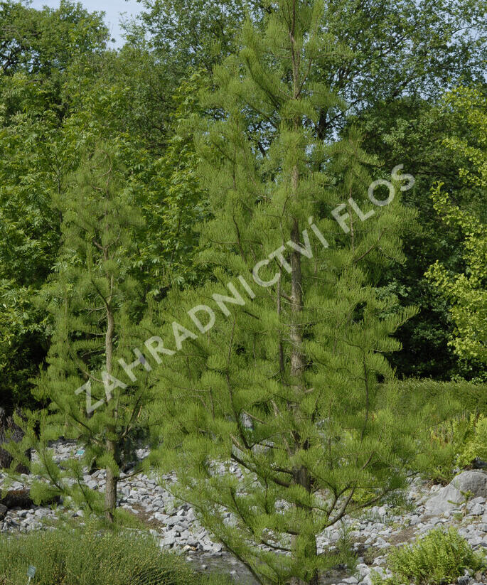 Tisovec dvouřadý 'Nutans' - Taxodium distichum 'Nutans'