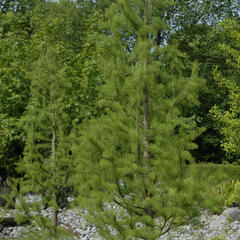 Tisovec dvouřadý 'Nutans' - Taxodium distichum 'Nutans'