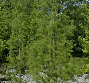 Tisovec dvouřadý 'Nutans' - Taxodium distichum 'Nutans'