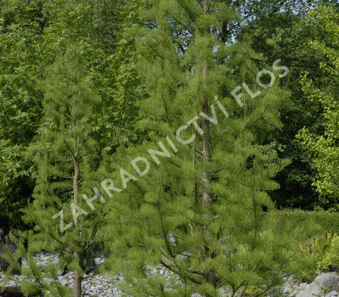 Tisovec dvouřadý 'Nutans' - Taxodium distichum 'Nutans'