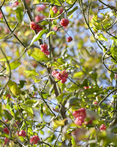 Brslen ostrolistý - Euonymus oxyphyllus